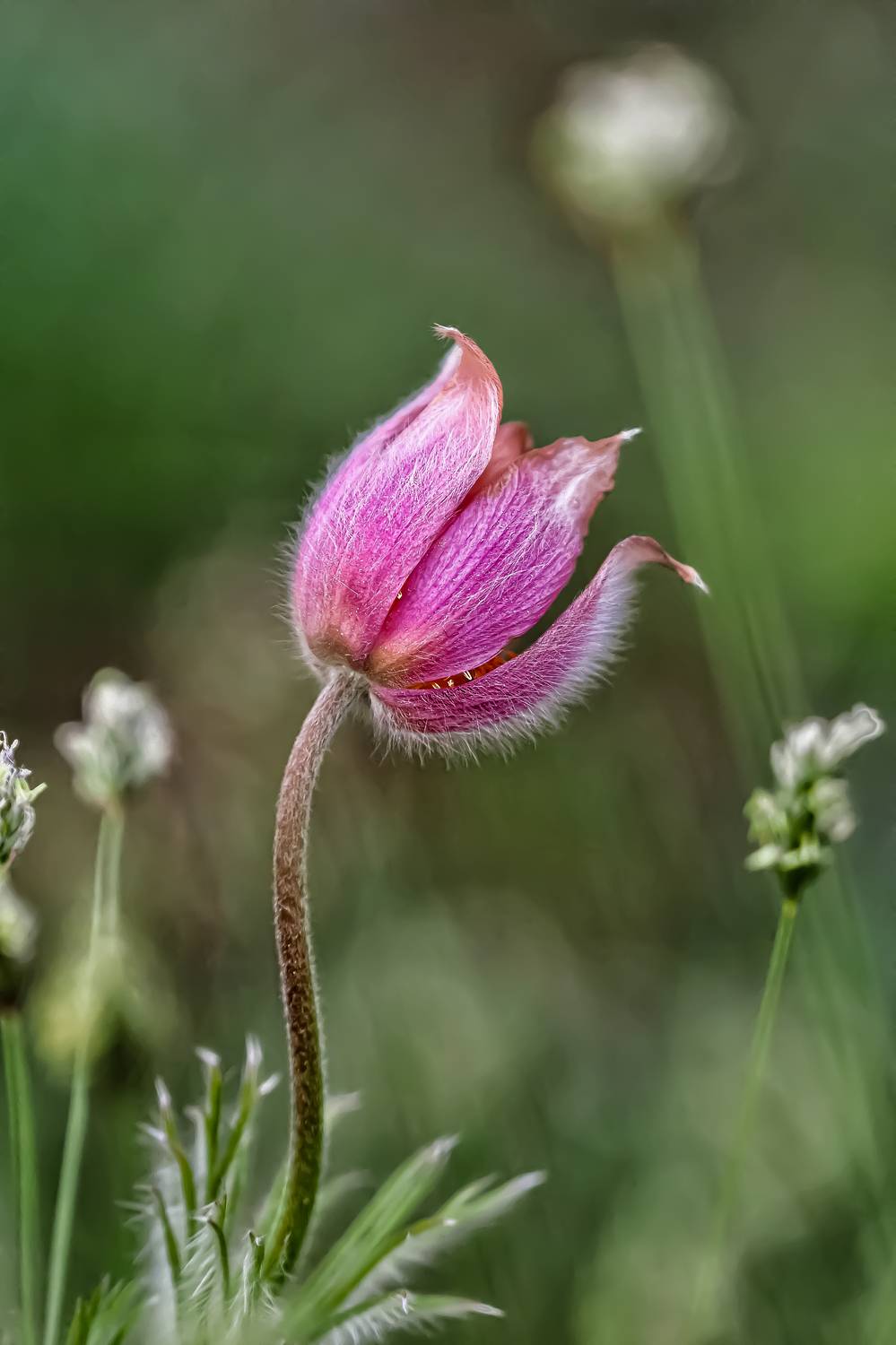Сон..., Савчук Анатолий