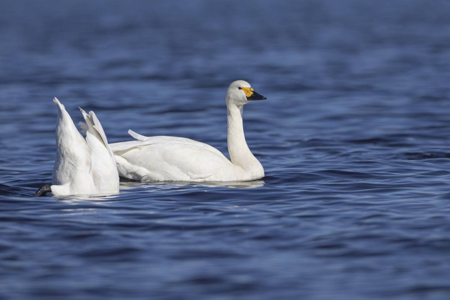 Тундровый лебедь, птицы, Лебедь, малый лебедб, Руслан Pl