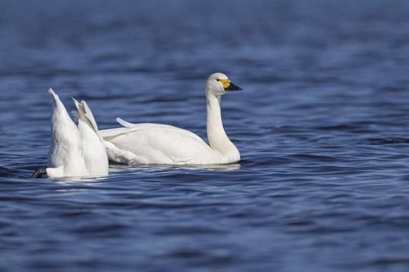Тундровый лебедь, птицы, Лебедь, малый лебедб Тундровый лебедь фото превью