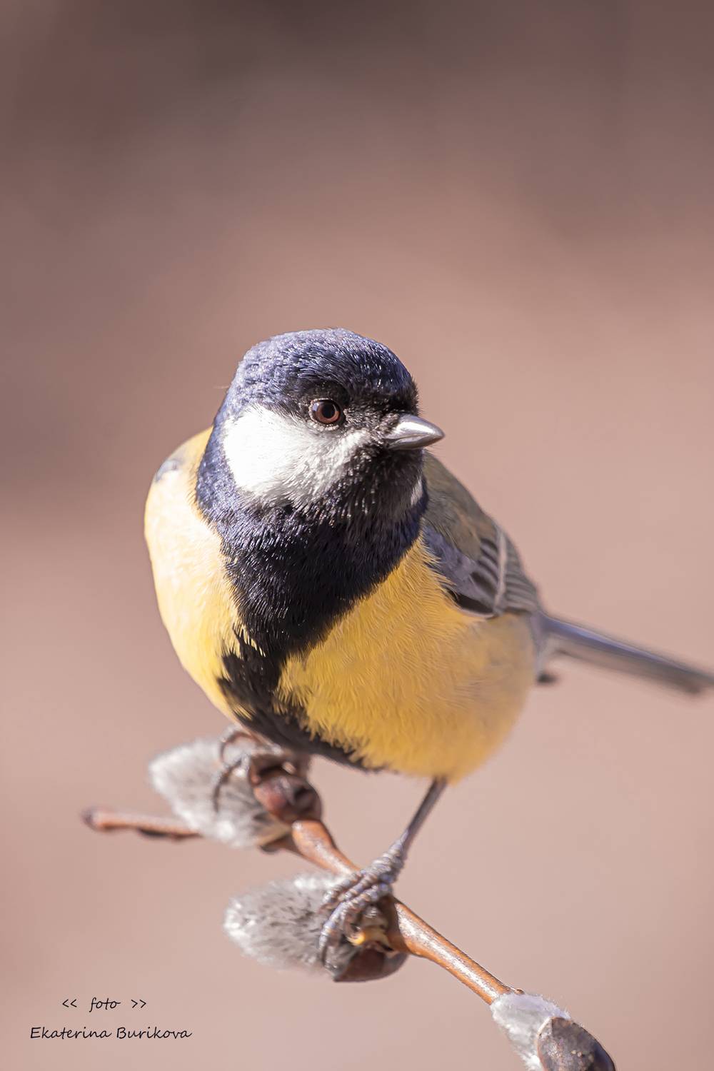 , Бурикова Екатерина