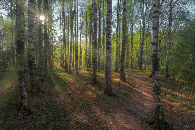 Майская роща фото превью
