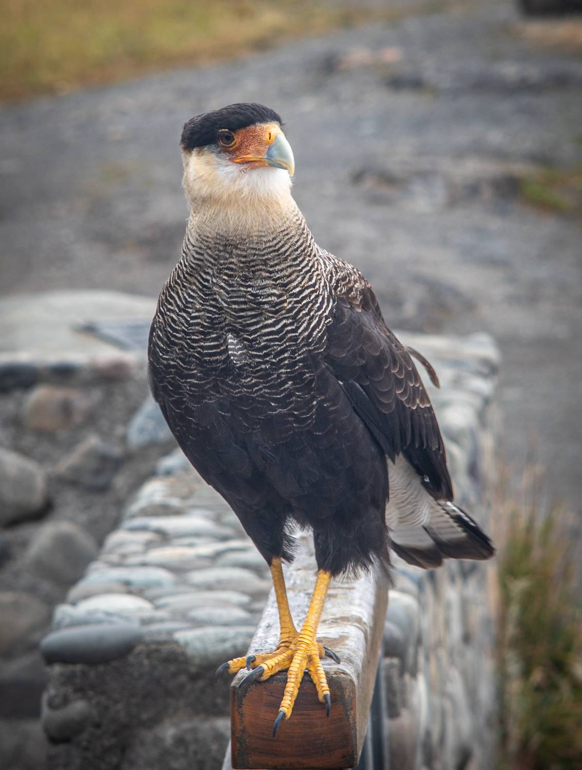 , Ганюшкин Владимир
