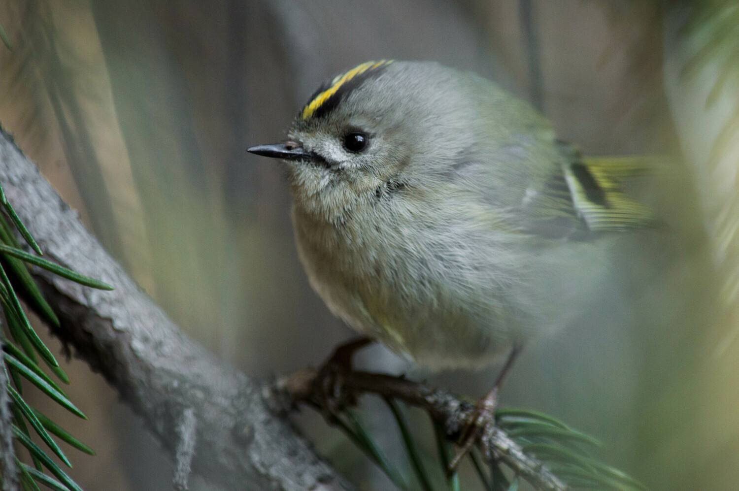 , Красников Андрей