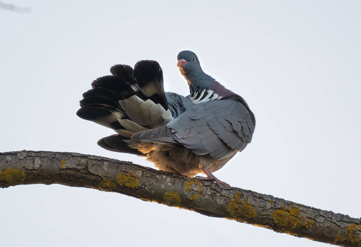 вяхирь, дикий_голубь, Юрий Андреев