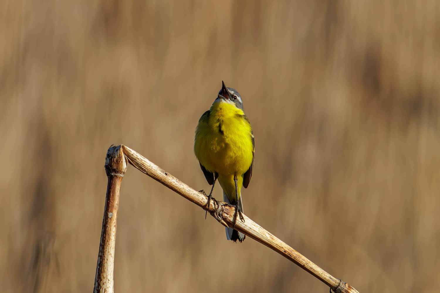 желтая трясогузка, Морозов Сергей