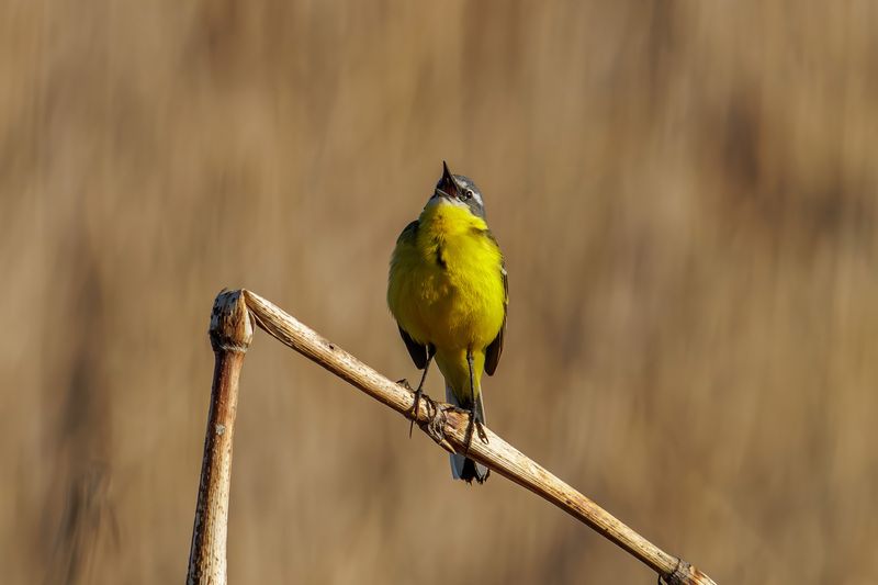 желтая трясогузка Желтая трясогузка фото превью