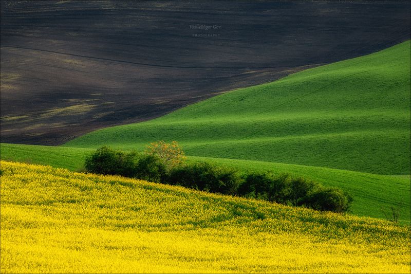 южная моравия,пейзаж,линии,рапс,south moravian,lines,свет,czech,весна,чехия,апрель,landscapes,green Моравская геометрия фото превью