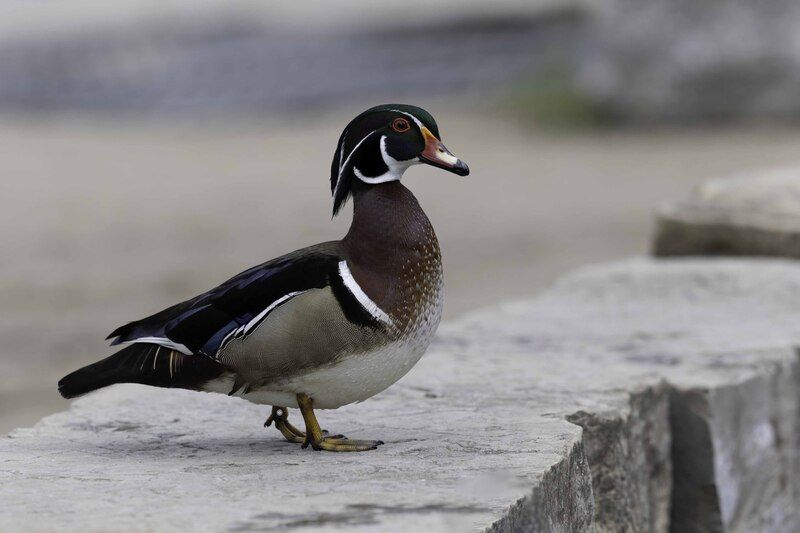 Wood duck фото превью
