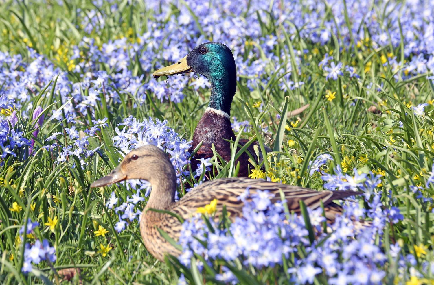 , Бибичков Михаил