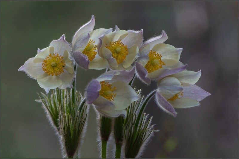 сон - трава ** * фото превью