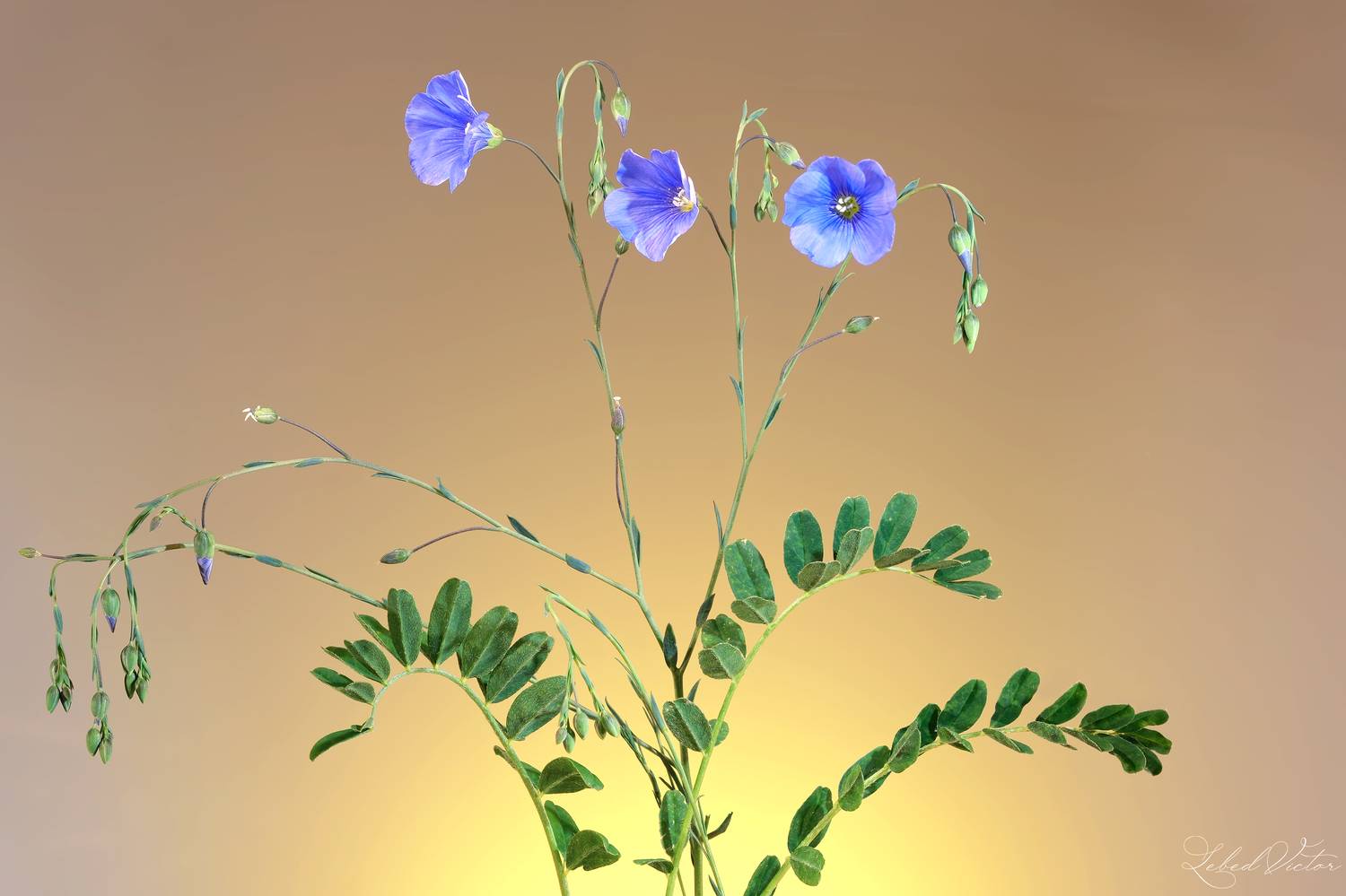 , Виктор Лебедь