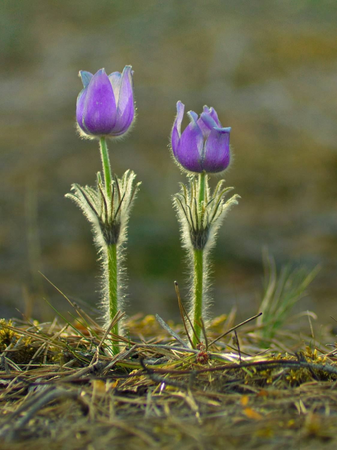 весна, цветы, сон-трава, улла, беларусь, Виктор Гурков