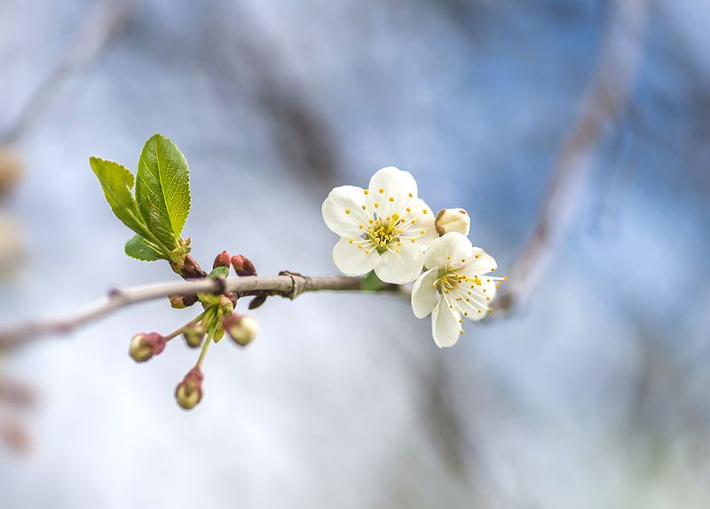 ✿⊱╮  фото превью