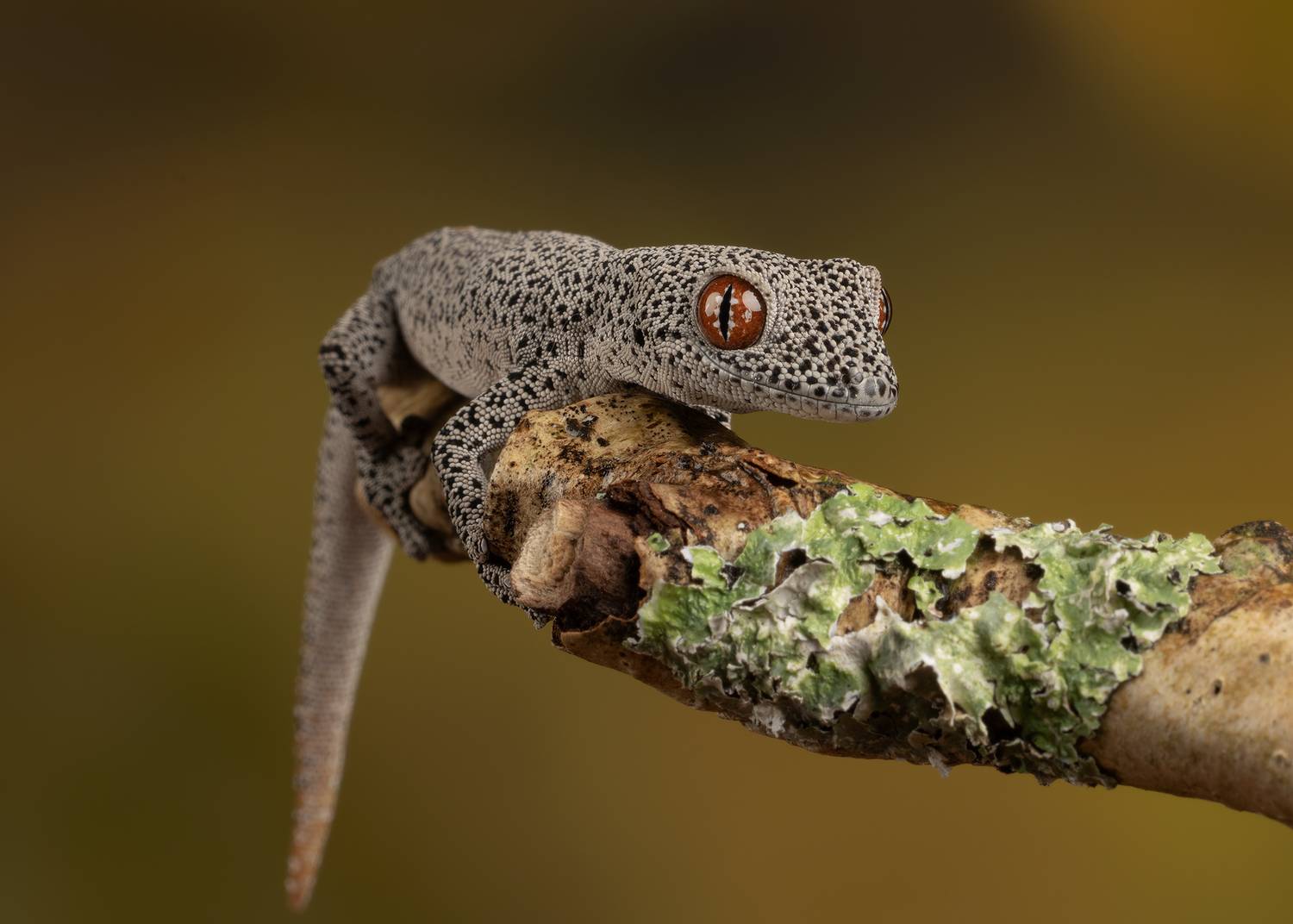 spiny tail gecko, gecko, canon, MARIA KULA