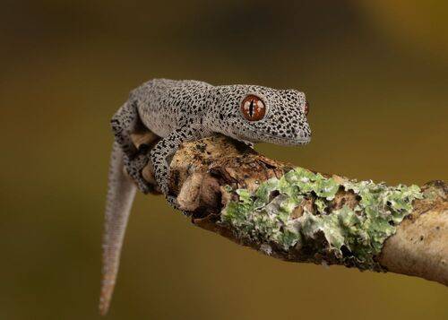 Spiny Tail Gecko