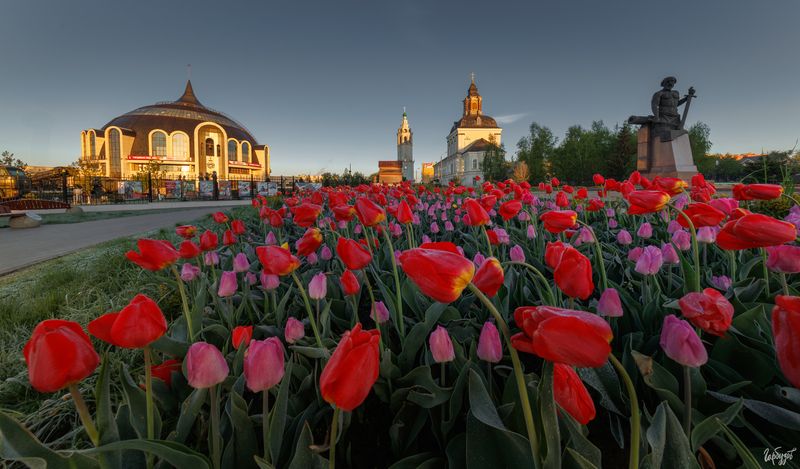 Тюльпаны Победы фото превью