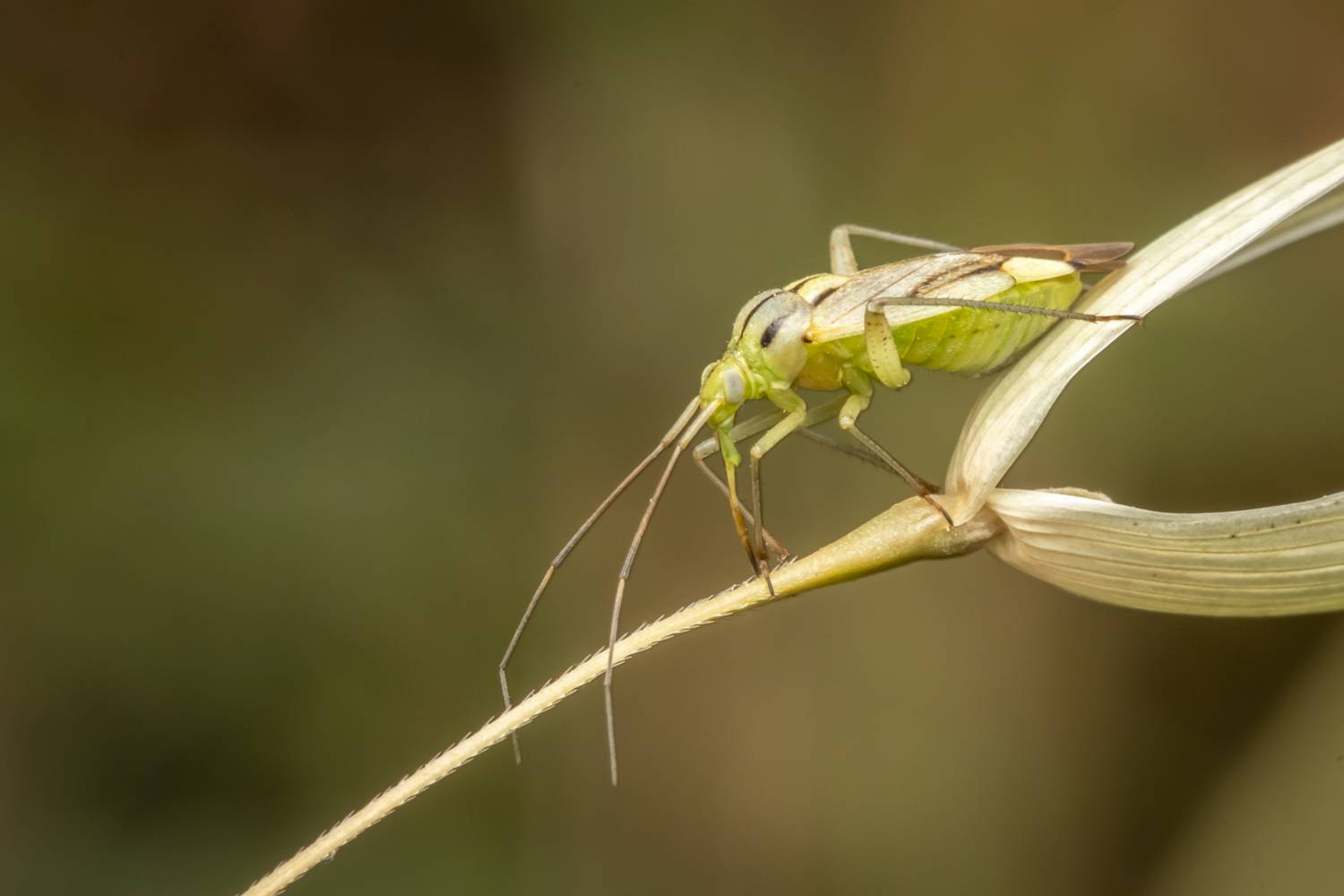 macro, flowers, plants, nature, spring, red, grass, Nikolay Tatarchuk