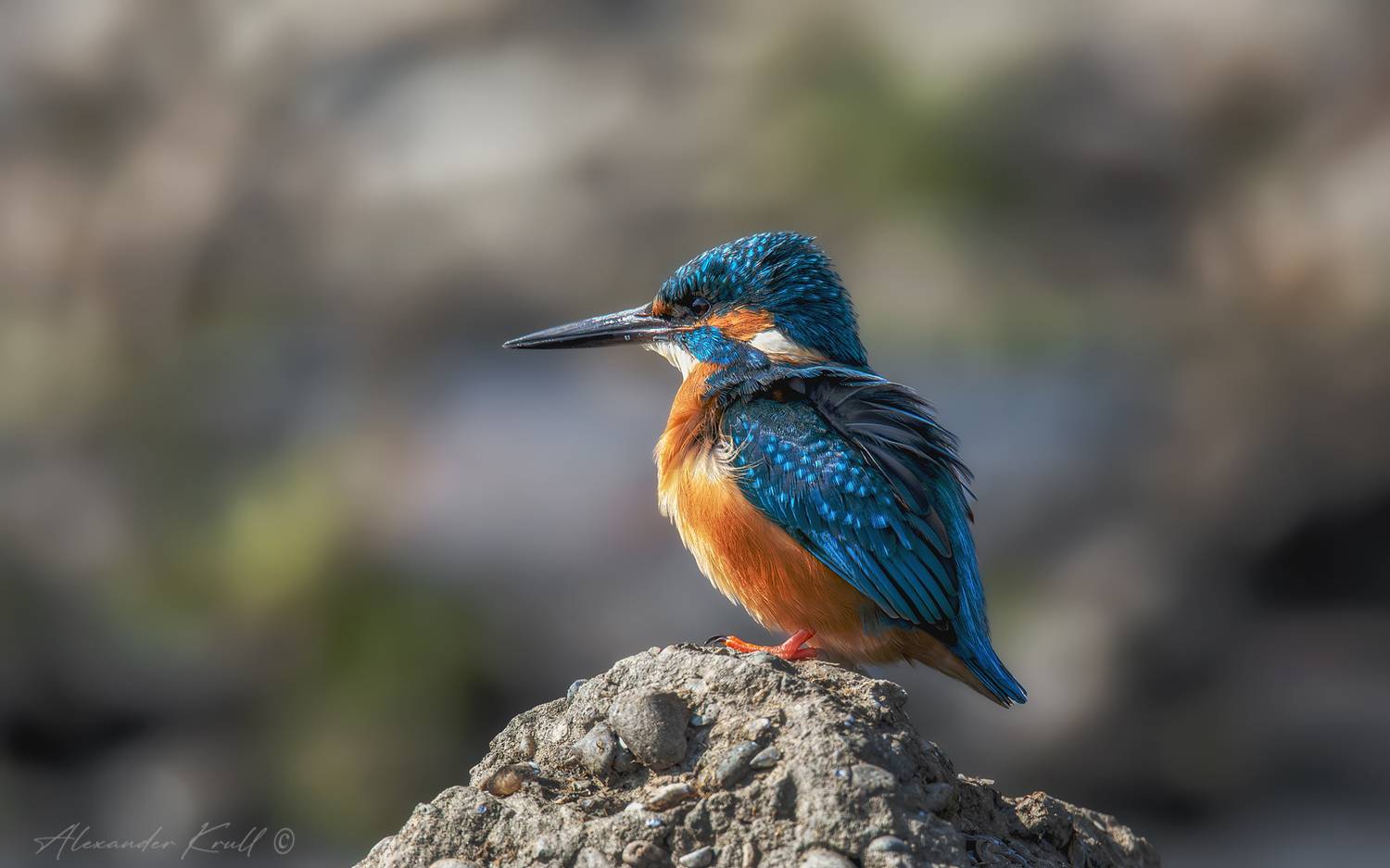 зимородок, обыкновенный зимородок, alcedo atthis, Круль Александр