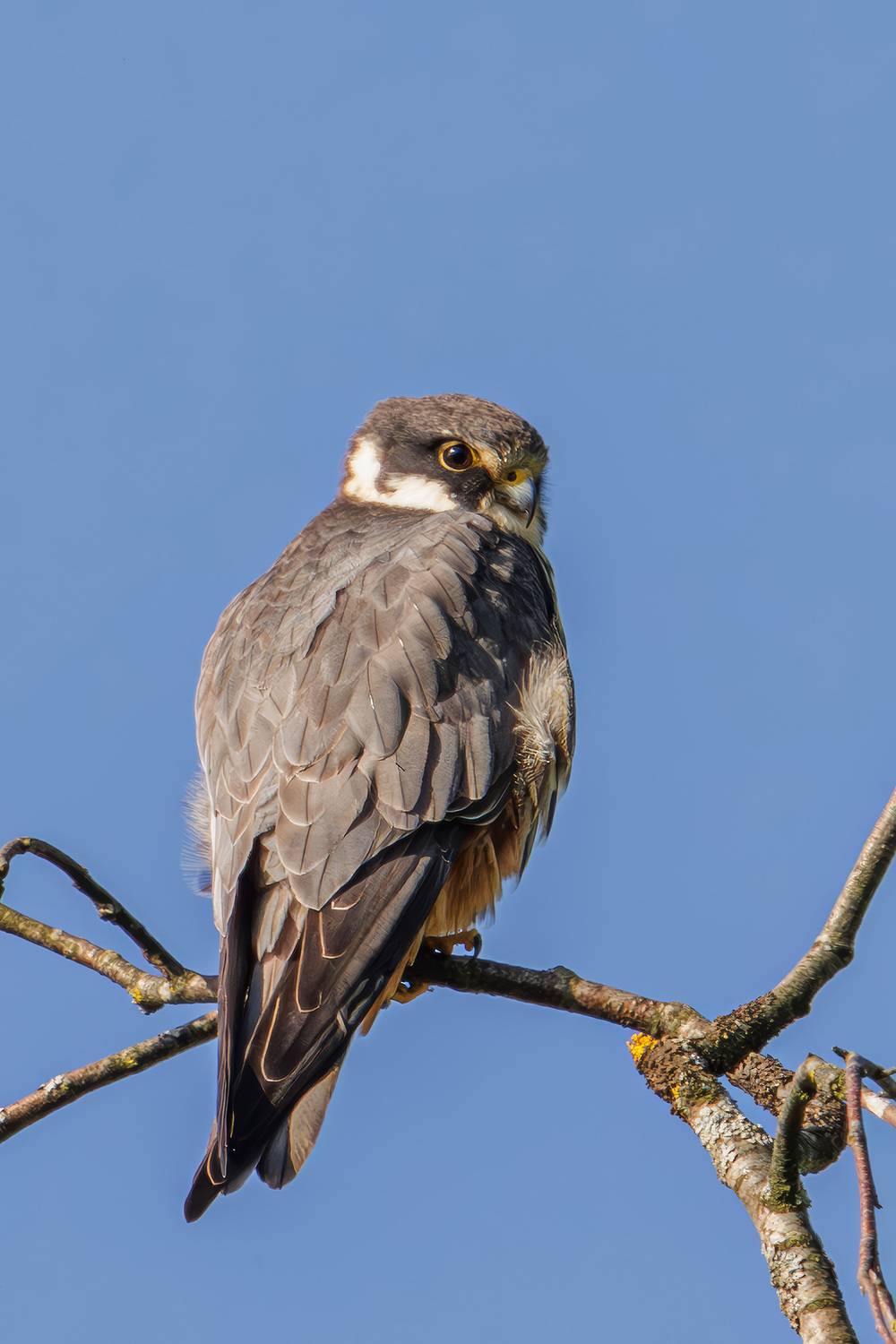 чеглок, Морозов Сергей