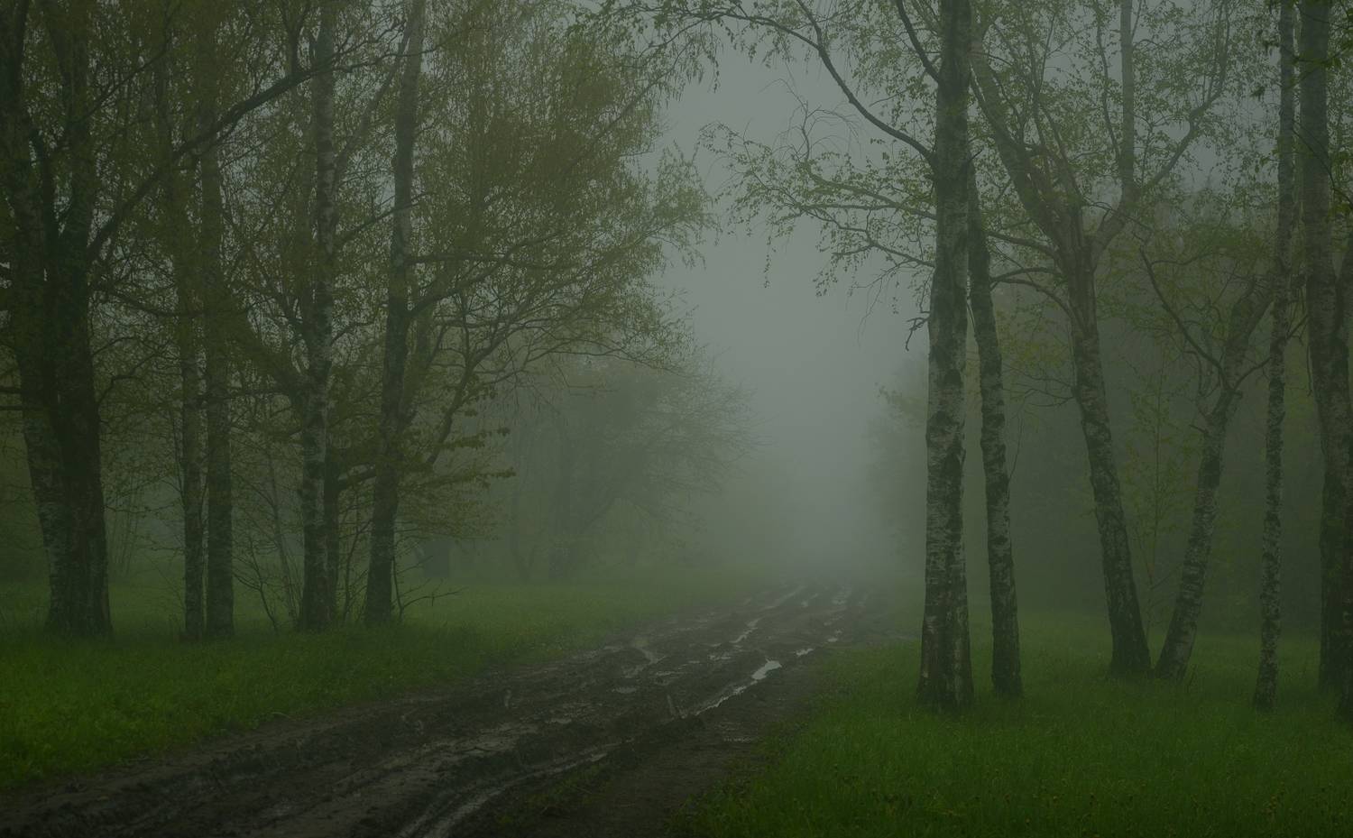 весна туман лес утро, Александр Жарников