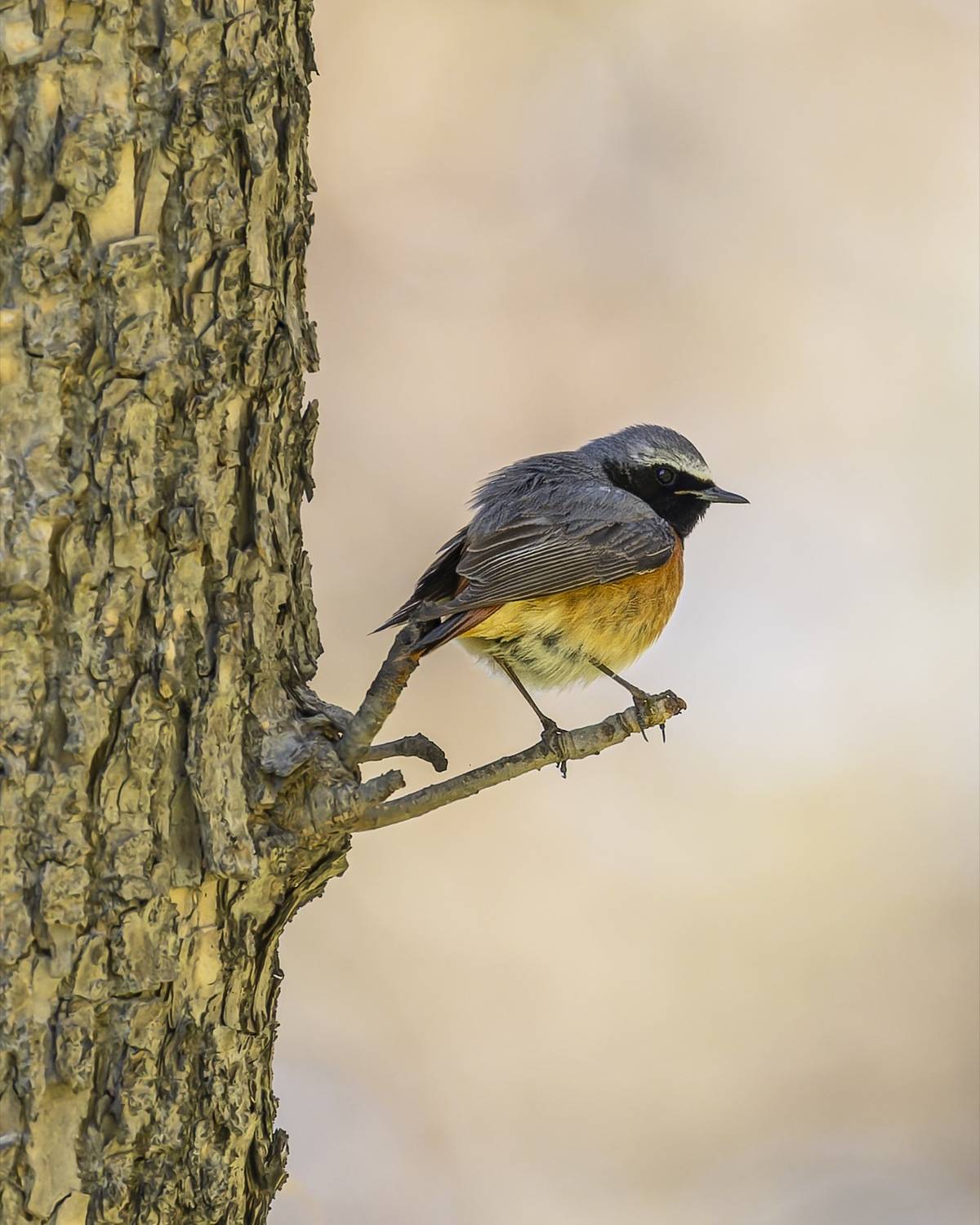 горихвостка, птицы, мухоловка, Руслан Pl