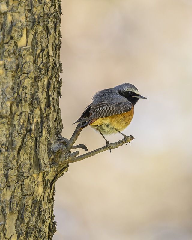 горихвостка, птицы, мухоловка Горихвостка фото превью