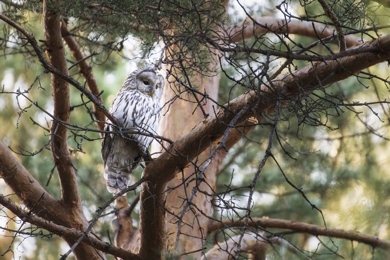 сова, красноярск, неясыть Неясыть фото превью