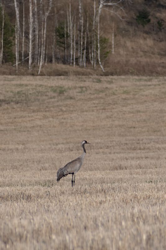 Журавль фото превью