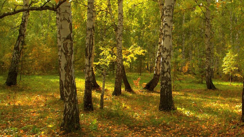 осень Ярлыкапово фото превью