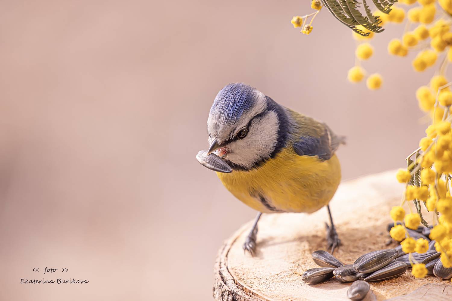 , Бурикова Екатерина