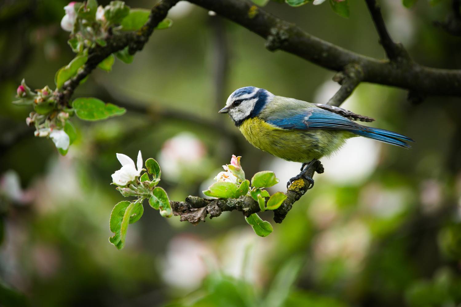 , Лажанский Руфат