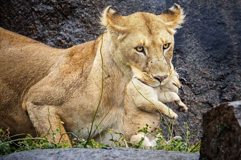 Африканские зарисовки фото превью