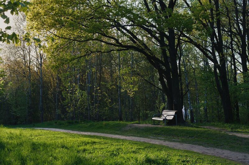 весна май вечер закат парк  фото превью
