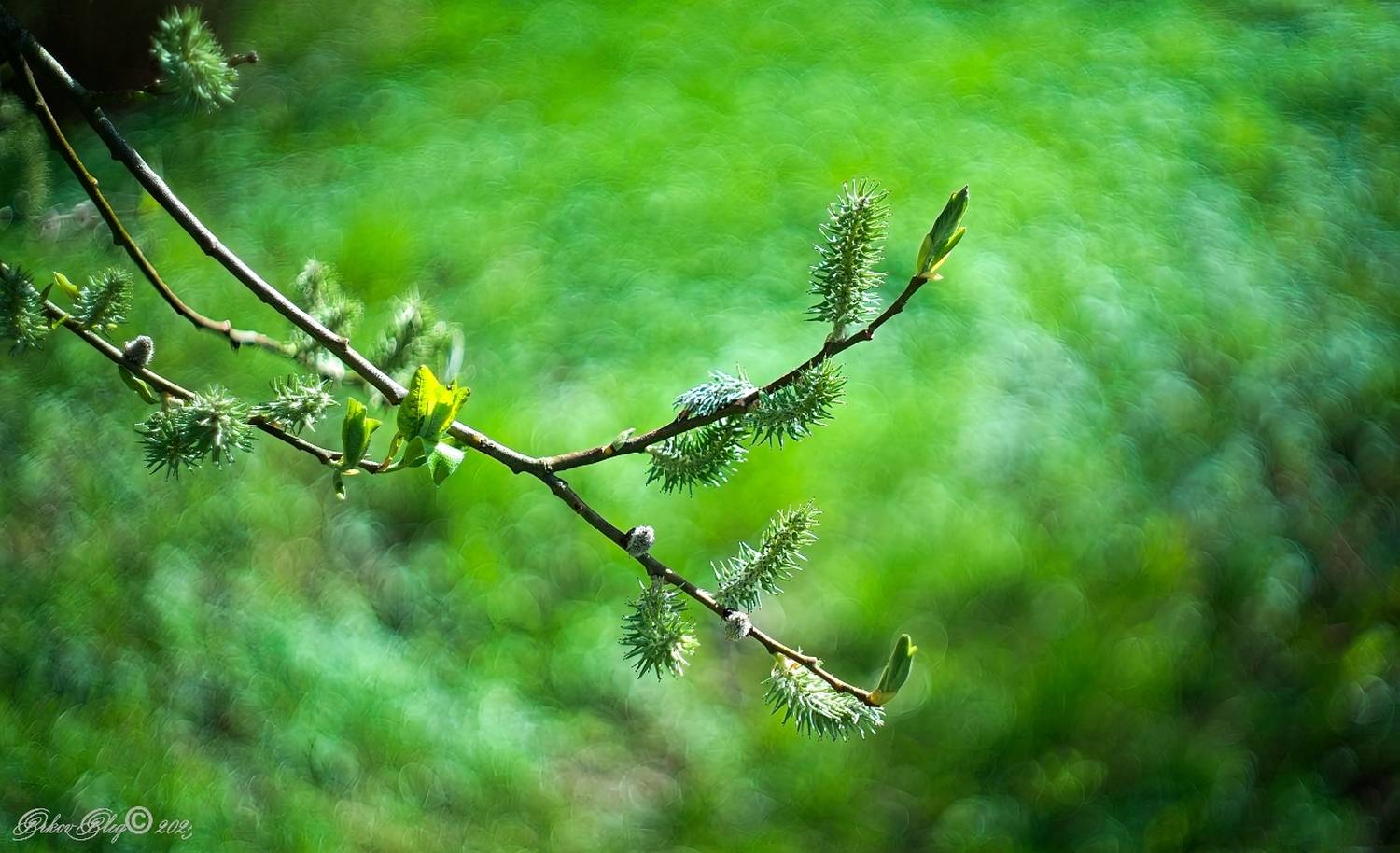 , Орлов Олег