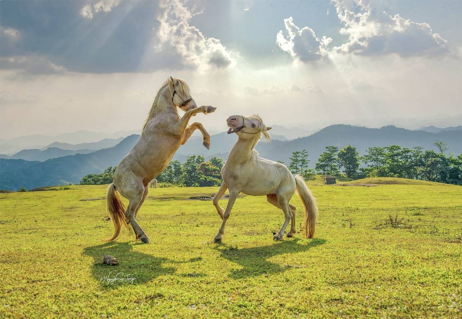 , SƠN T&Ugrave;NG NGUYỄN