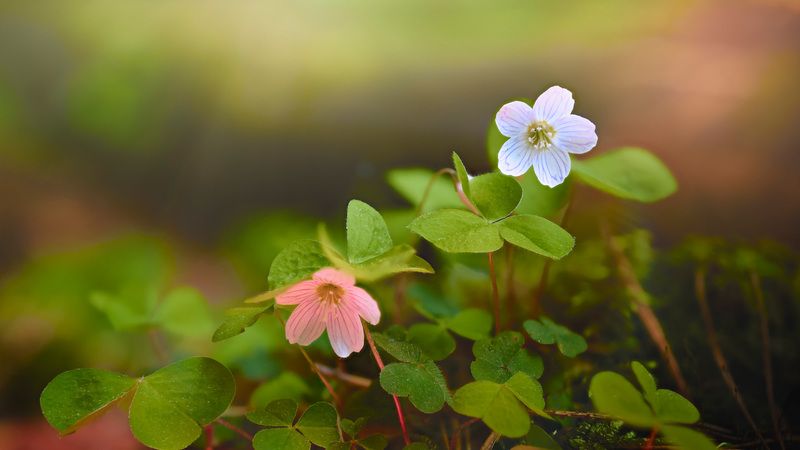 лесные, цветы Лесные цветы фото превью