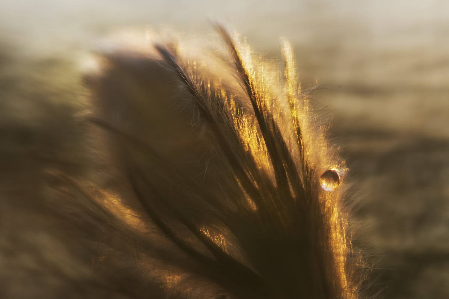 красноярск, первоцветы, сон-трава, Андреева Светлана