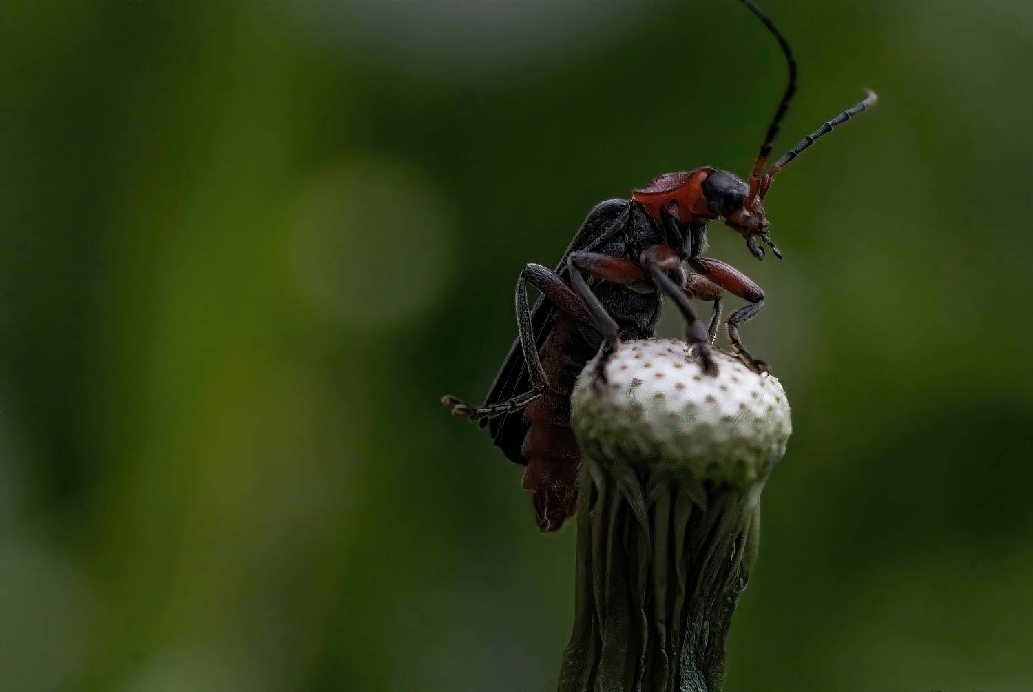 , Стоименова Бистра