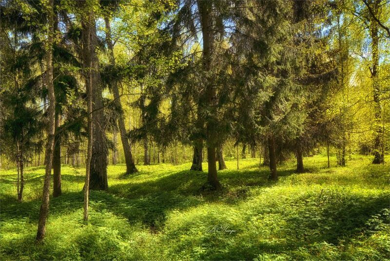ели берёзы трава цветы Солнечный майский лес фото превью