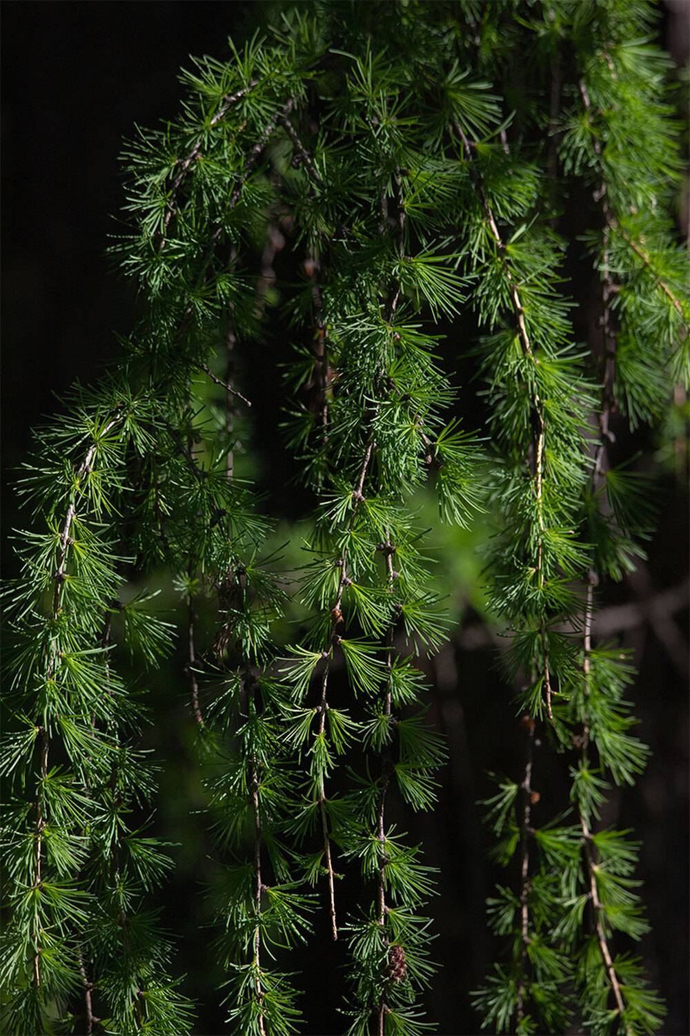 , Чудинин Дмитрий