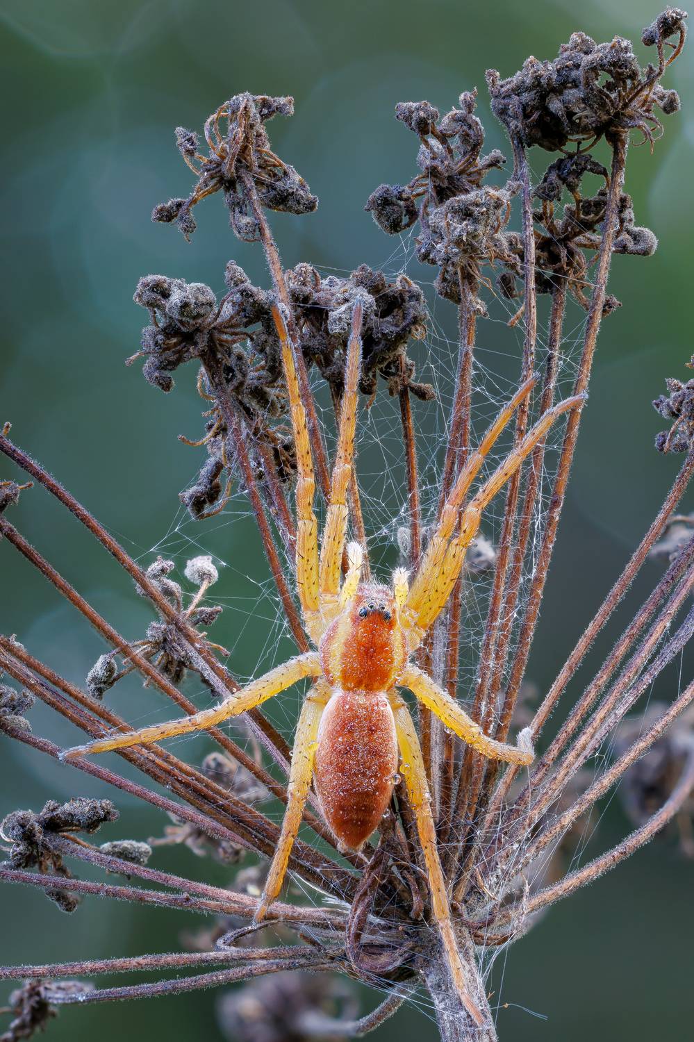 , Кузнецов Дмитрий