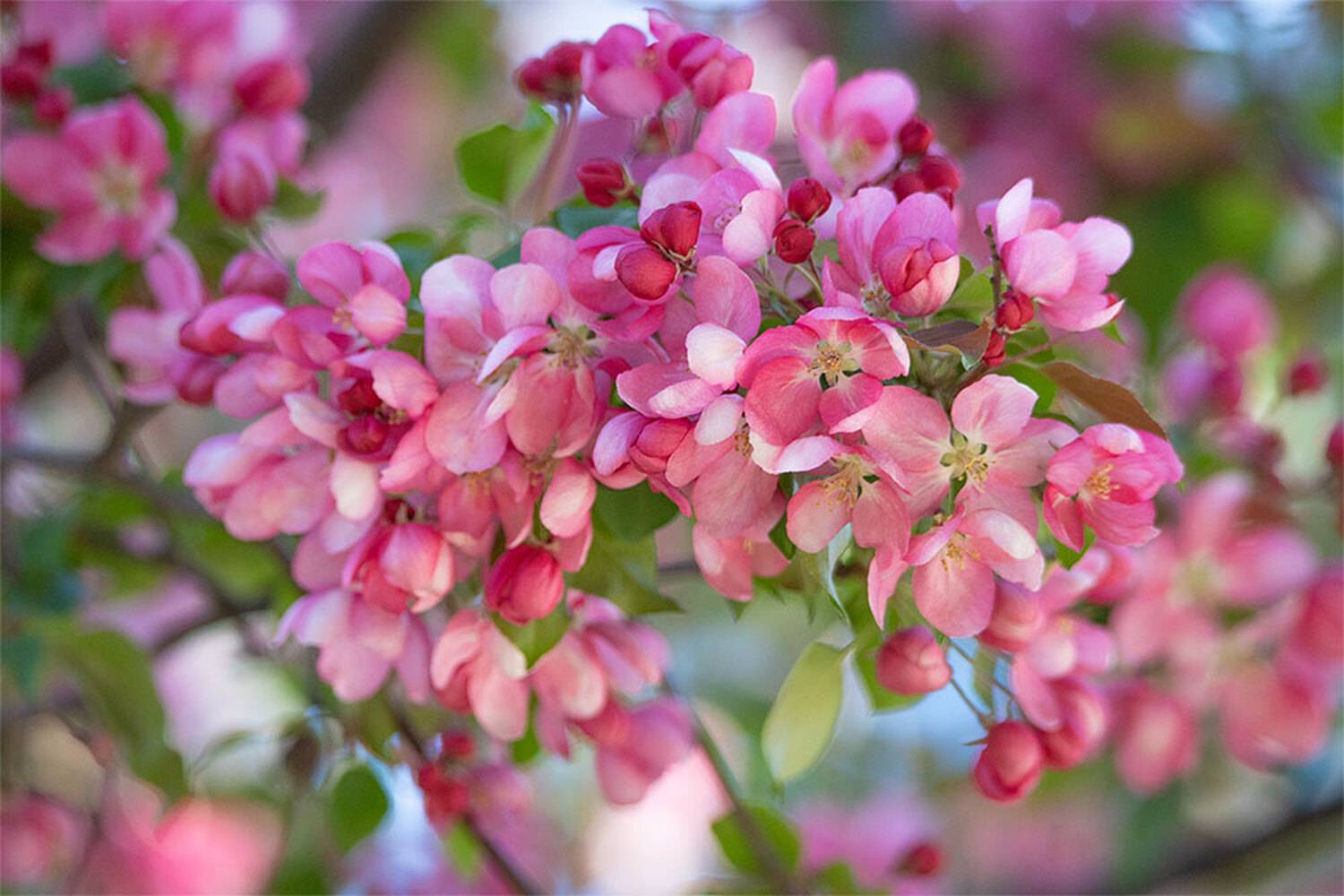 , Чудинин Дмитрий