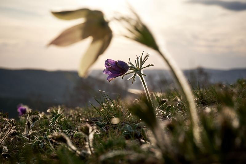 прострел, весна,цветы На одной волне фото превью