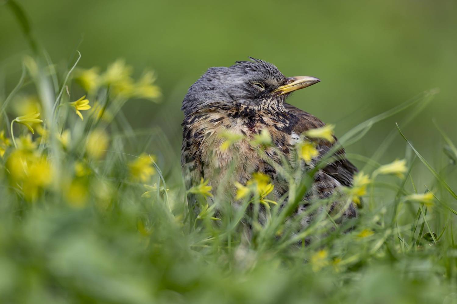 дрозд, рябинник, птицы, Руслан Pl