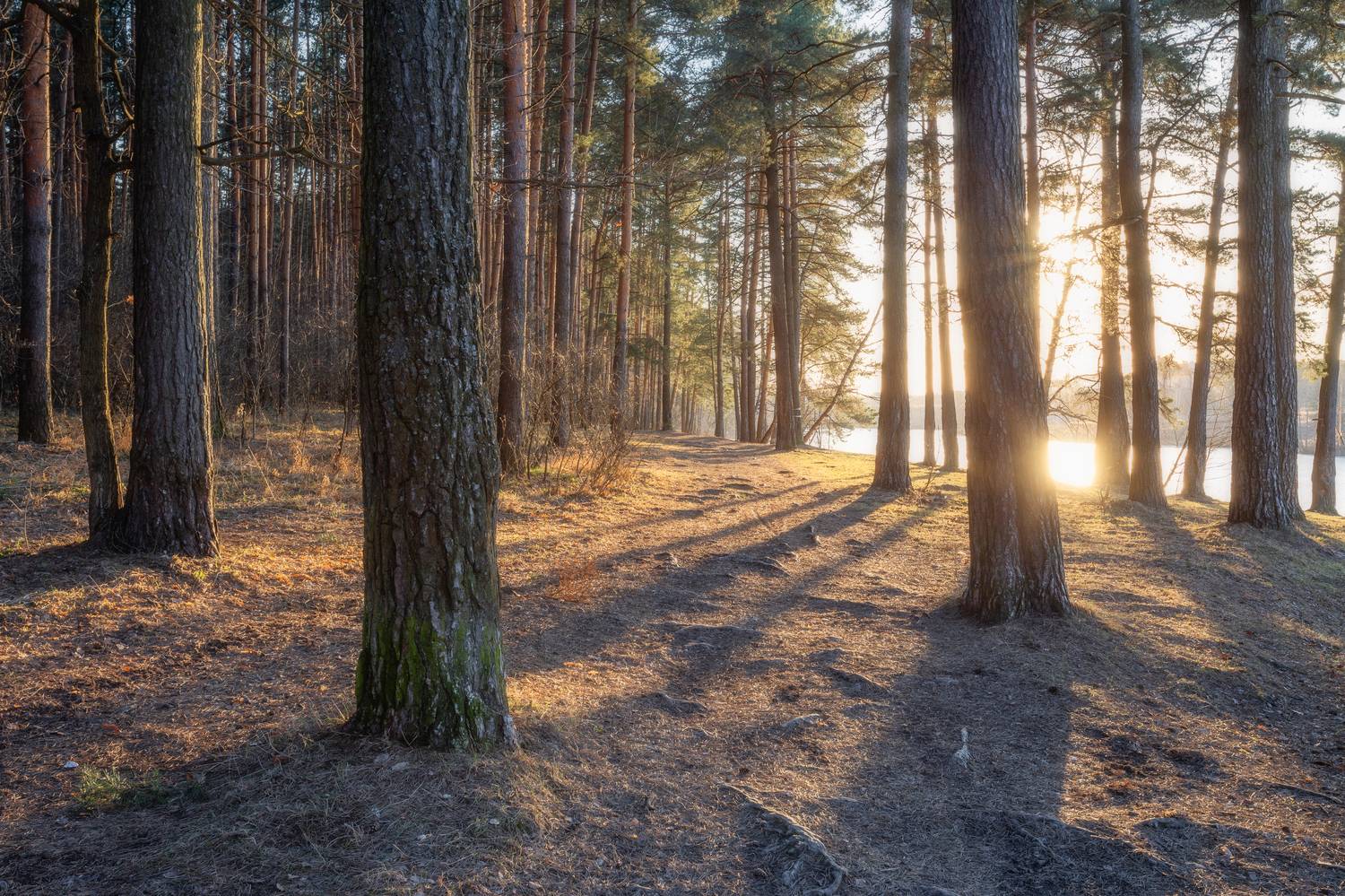 природа, закат, пейзаж, лесной пейзаж, весна, Мартыненко Дмитрий