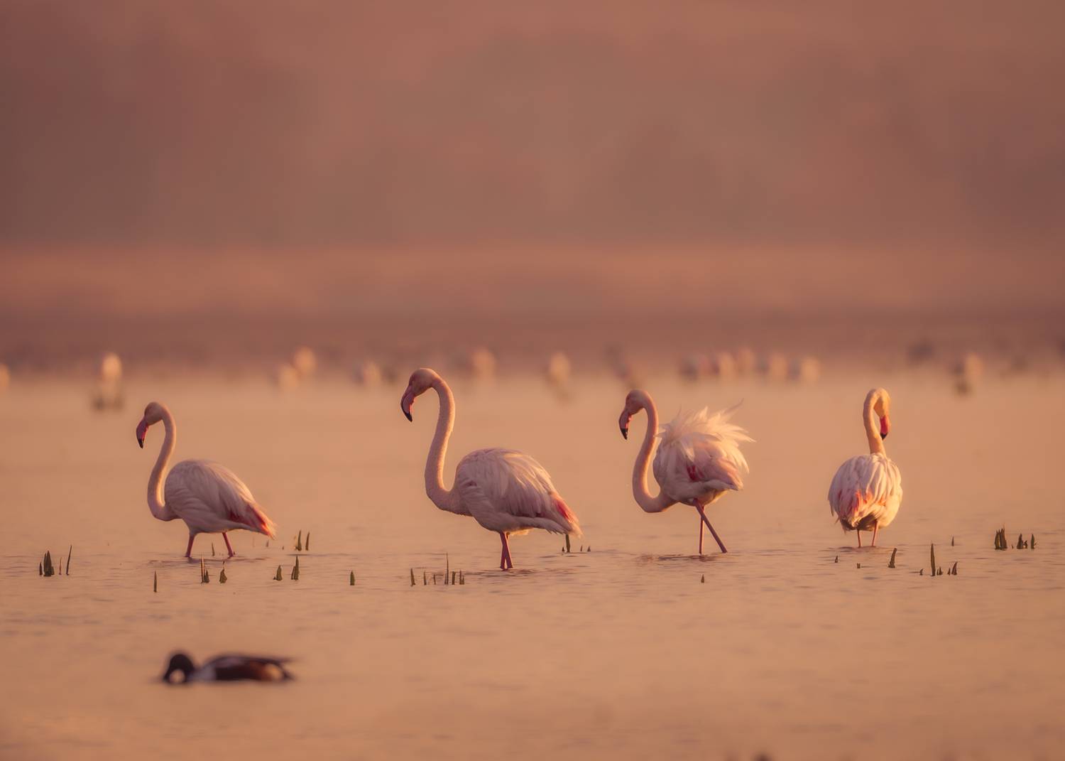 большие, фламинго, птицы, рассвет, озеро, природа, greater, flamingos, birds, sunrise, nature, lake, Оксана Дорн