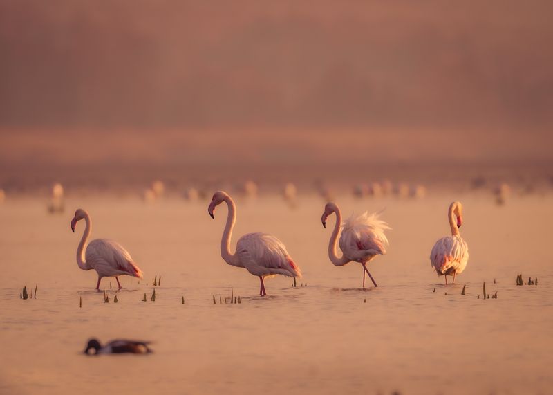 большие, фламинго, птицы, рассвет, озеро, природа, greater, flamingos, birds, sunrise, nature, lake На рассвете. фото превью