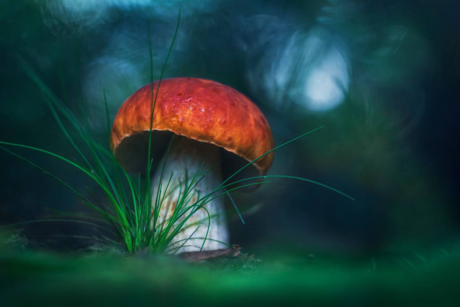 природа, осень, лес, гриб, Алёна Сурнина