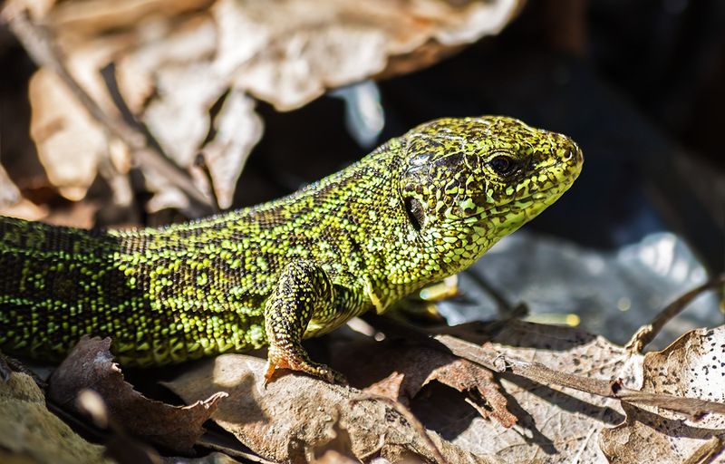 Майский дракончик... фото превью