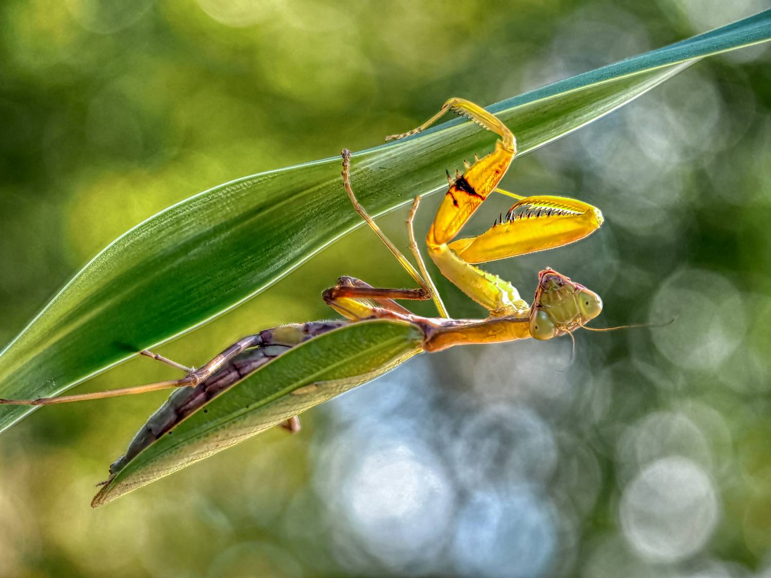 , Олег Савицкий